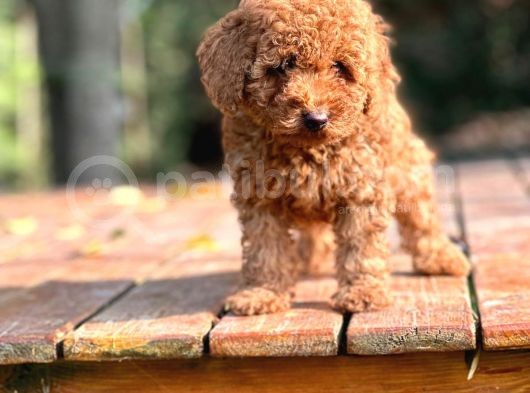 Bi̇r Bi̇ri̇nden  Güzel Yavru Köpekler  Sahi̇pleri̇ni̇ Bekli̇yor
