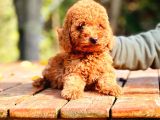 Bi̇r Bi̇ri̇nden  Güzel Yavru Köpekler  Sahi̇pleri̇ni̇ Bekli̇yor