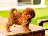 Bi̇r Bi̇ri̇nden  Güzel Yavru Köpekler  Sahi̇pleri̇ni̇ Bekli̇yor