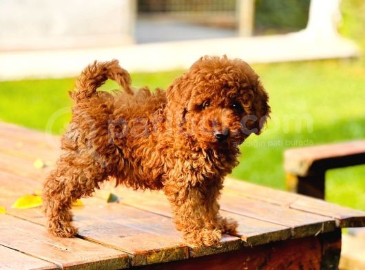 Bi̇r Bi̇ri̇nden  Güzel Yavru Köpekler  Sahi̇pleri̇ni̇ Bekli̇yor görsel