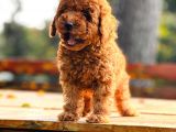 Bi̇r Bi̇ri̇nden  Güzel Yavru Köpekler  Sahi̇pleri̇ni̇ Bekli̇yor