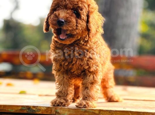 Bi̇r Bi̇ri̇nden  Güzel Yavru Köpekler  Sahi̇pleri̇ni̇ Bekli̇yor görsel