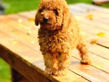 Bi̇r Bi̇ri̇nden  Güzel Yavru Köpekler  Sahi̇pleri̇ni̇ Bekli̇yor