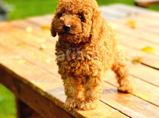 Bi̇r Bi̇ri̇nden  Güzel Yavru Köpekler  Sahi̇pleri̇ni̇ Bekli̇yor görsel
