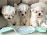 Tea Cup Maltese Terri̇er Yavrulari Orji̇nal Si̇zleri̇ Bekli̇yor