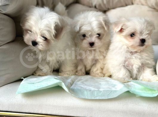 Tea Cup Maltese Terri̇er Yavrulari Orji̇nal Si̇zleri̇ Bekli̇yor görsel