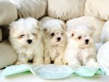 Tea Cup Maltese Terri̇er Yavrulari Orji̇nal Si̇zleri̇ Bekli̇yor