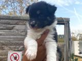 Border Colli̇e Dünyanin En Zeki̇ Irki