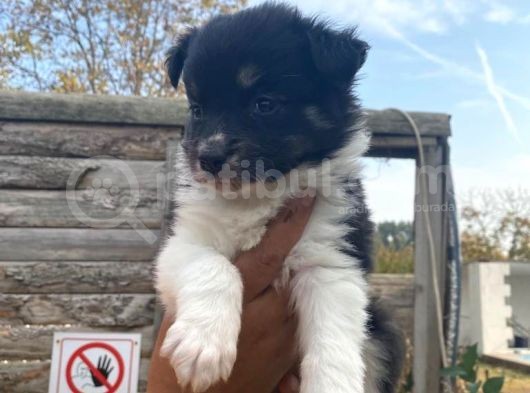 Border Colli̇e Dünyanin En Zeki̇ Irki görsel
