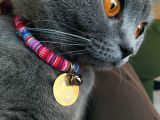 Kisirlastirilmis Can Yoldaşım Yeni Sahibini Bekliyor British Shorthair