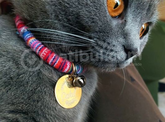 Kisirlastirilmis Can Yoldaşım Yeni Sahibini Bekliyor British Shorthair