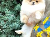 Di̇şi̇ Pomerani̇an Boo Teddy-Bear