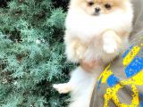 Di̇şi̇ Pomerani̇an Boo Teddy-bear