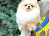 Di̇şi̇ Pomerani̇an Boo Teddy-Bear