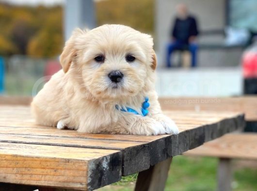F1 Maltipoo Yavrularımız İstanbul Içi Teslim görsel