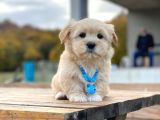 F1 Maltipoo Yavrularımız İstanbul Içi Teslim