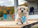 F1 Maltipoo Yavrularımız İstanbul Içi Teslim
