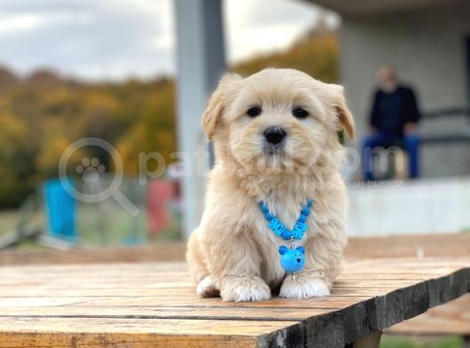 F1 Maltipoo Yavrularımız İstanbul Içi Teslim görsel