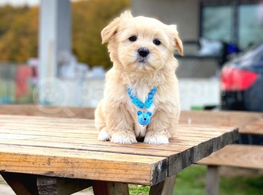 F1 Maltipoo Yavrularımız İstanbul Içi Teslim görsel