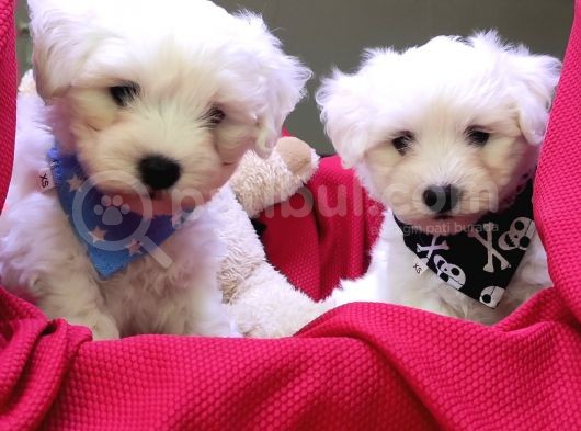 Maltese Terri̇er Sifir Numara Irk Garanti̇li̇ görsel