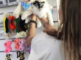 Maltese Terri̇er Sifir Numara Irk Garanti̇li̇