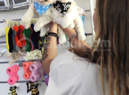 Maltese Terri̇er Sifir Numara Irk Garanti̇li̇ görsel