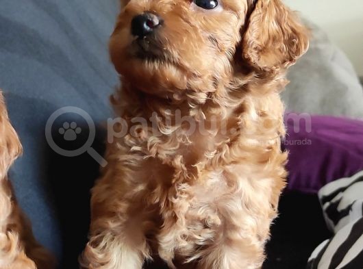 A Scr Toy Poodle Bebekleri̇mi̇z görsel