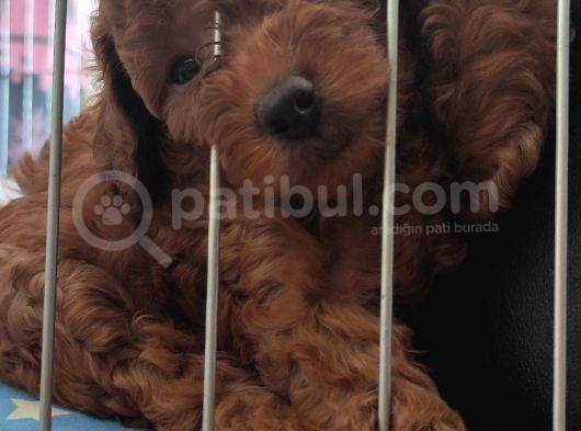 A Scr Toy Poodle Bebekleri̇mi̇z görsel