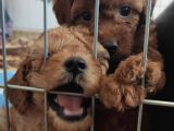 A Scr Toy Poodle Bebekleri̇mi̇z