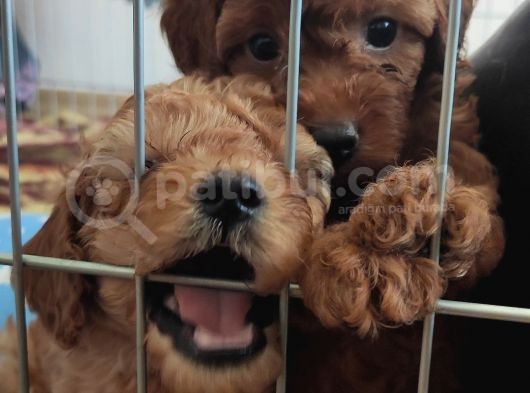 A Scr Toy Poodle Bebekleri̇mi̇z