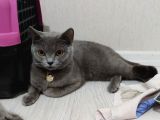 Kisirlastirilmis Can Yoldaşım Yeni Sahibini Bekliyor British Shorthair