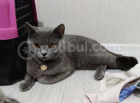 Kisirlastirilmis Can Yoldaşım Yeni Sahibini Bekliyor British Shorthair görsel
