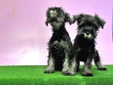 Resmi̇ Üreti̇ci̇den Mi̇nyatür Schnauzer Yavrular