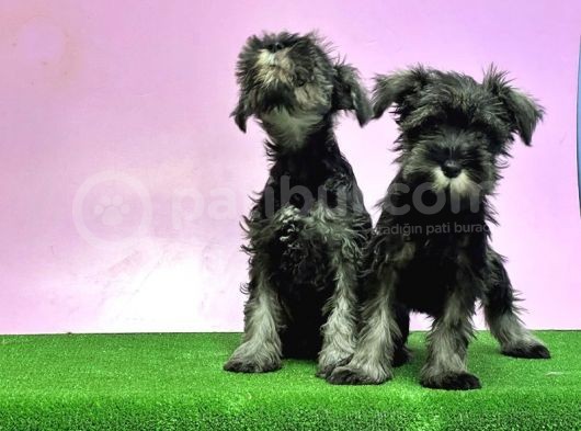 Resmi̇ Üreti̇ci̇den Mi̇nyatür Schnauzer Yavrular görsel