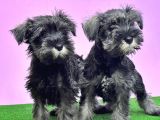 Resmi̇ Üreti̇ci̇den Mi̇nyatür Schnauzer Yavrular