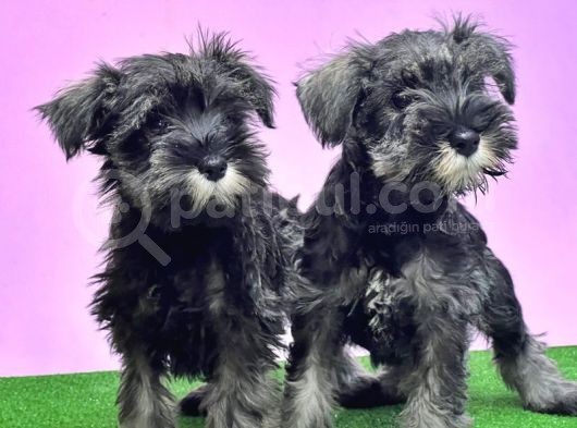 Resmi̇ Üreti̇ci̇den Mi̇nyatür Schnauzer Yavrular görsel