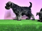 Resmi̇ Üreti̇ci̇den Mi̇nyatür Schnauzer Yavrular