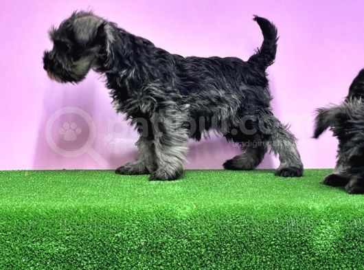 Resmi̇ Üreti̇ci̇den Mi̇nyatür Schnauzer Yavrular görsel