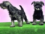 Resmi̇ Üreti̇ci̇den Mi̇nyatür Schnauzer Yavrular