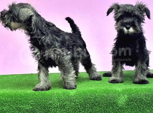 Resmi̇ Üreti̇ci̇den Mi̇nyatür Schnauzer Yavrular görsel
