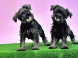 Resmi̇ Üreti̇ci̇den Mi̇nyatür Schnauzer Yavrular