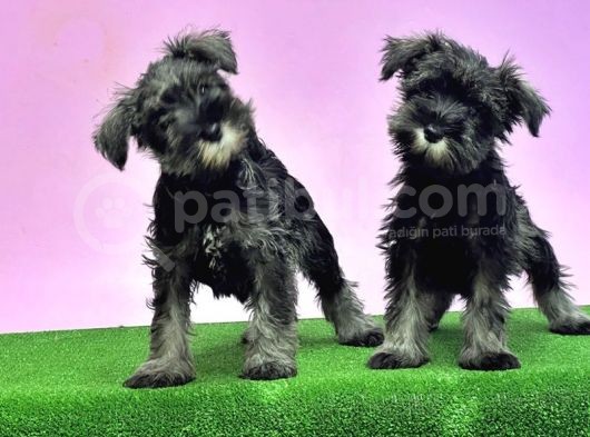 Resmi̇ Üreti̇ci̇den Mi̇nyatür Schnauzer Yavrular görsel