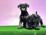 Resmi̇ Üreti̇ci̇den Mi̇nyatür Schnauzer Yavrular