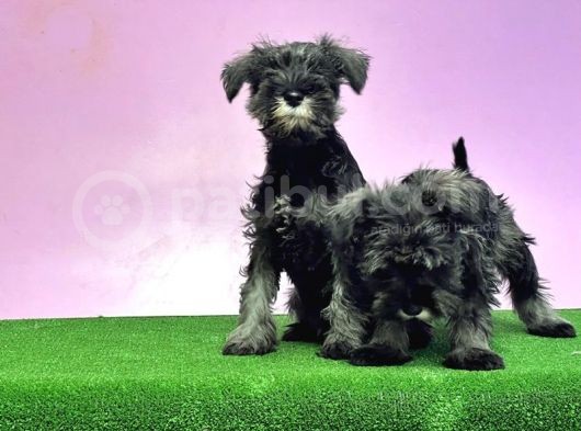 Resmi̇ Üreti̇ci̇den Mi̇nyatür Schnauzer Yavrular görsel