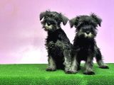 Resmi̇ Üreti̇ci̇den Mi̇nyatür Schnauzer Yavrular