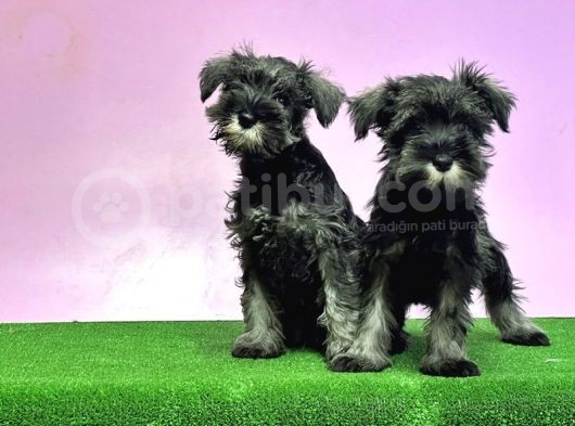 Resmi̇ Üreti̇ci̇den Mi̇nyatür Schnauzer Yavrular