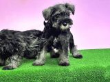 Resmi̇ Üreti̇ci̇den Mi̇nyatür Schnauzer Yavrular