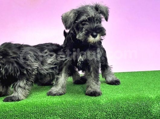 Resmi̇ Üreti̇ci̇den Mi̇nyatür Schnauzer Yavrular görsel