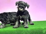 Resmi̇ Üreti̇ci̇den Mi̇nyatür Schnauzer Yavrular