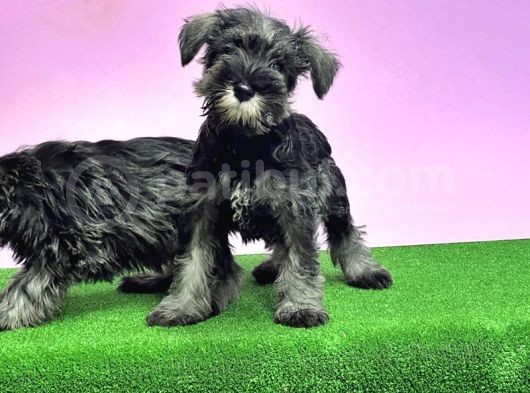 Resmi̇ Üreti̇ci̇den Mi̇nyatür Schnauzer Yavrular görsel
